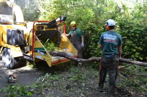 tree services Nogales